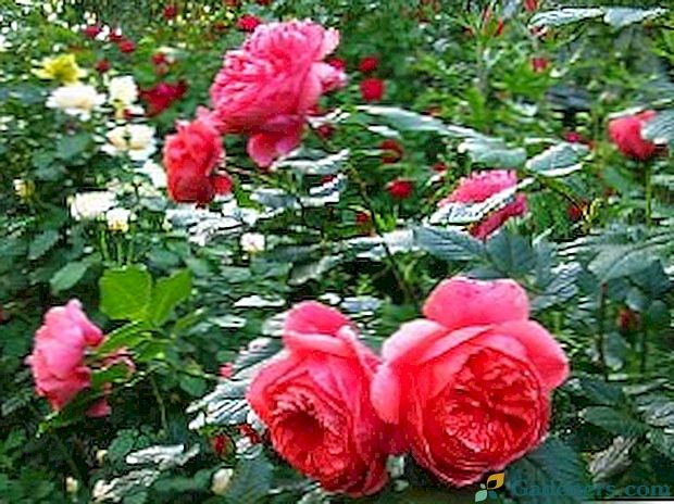 Anglické ruže - výsadba a starostlivosť