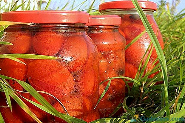 Chutná rajčata v jablečné šťávě - neobvyklé jídlo