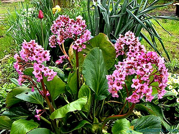 Бадан - шикарне цвітіння багаторічників