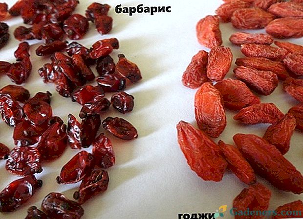 Berberys lub goji: jak nie pomylić się przy wyborze jagód