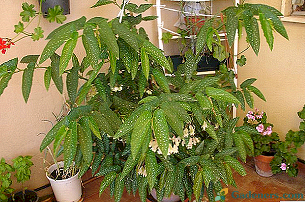 Skvrnitý Begonia begonia maculata