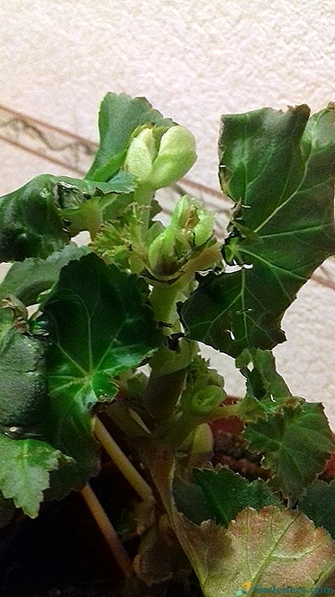 Begonia Elatioor: Акценти в грижата за растенията