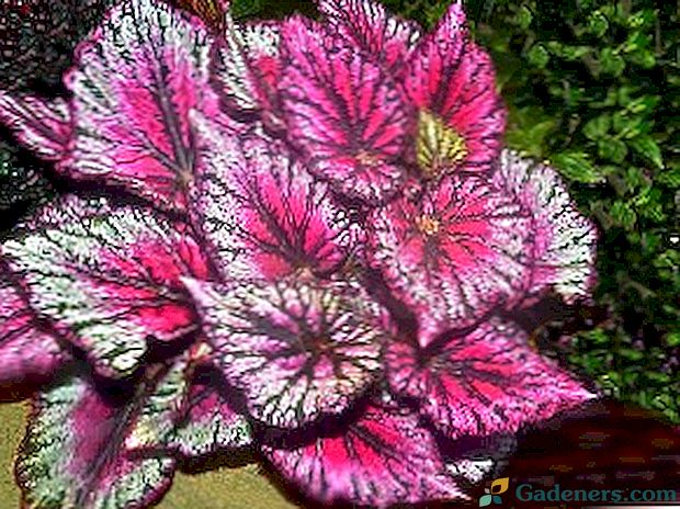 Royal Begonia - razpršenost barv v enem cvetju