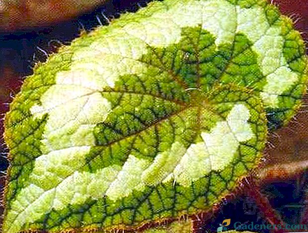 Begonia Rex - notranja dekoracija