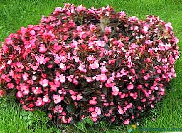 Begonia ogrodowa - sadzenie i pielęgnacja