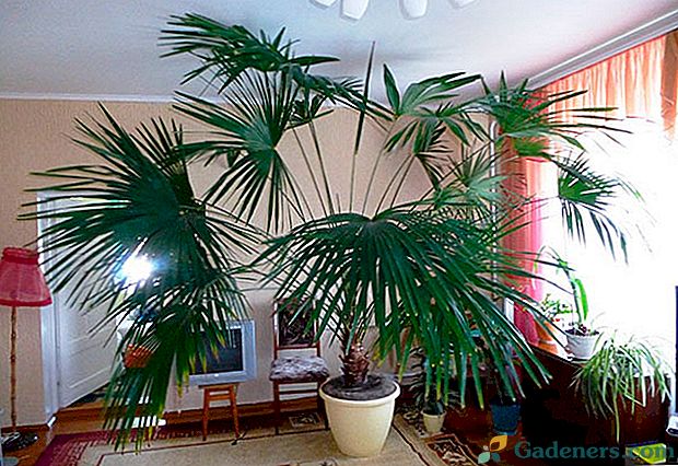 Bolezni palm v domu: diagnoza in učinkovita terapija