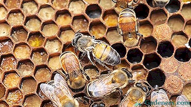 Choroby včiel: znaky, lieky na liečbu a preventívne opatrenia