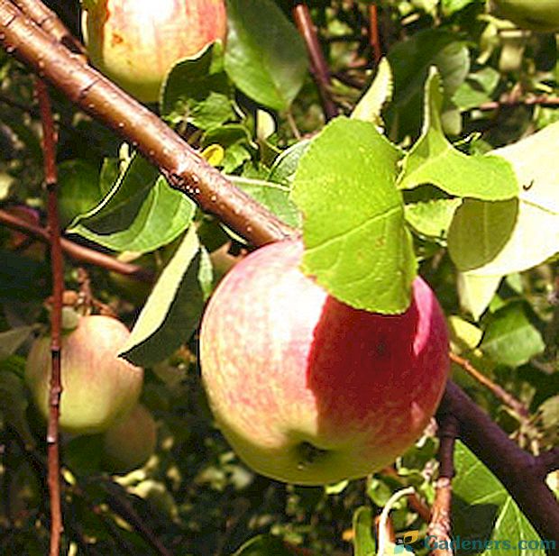Choroby jabłoni na zdjęciu i jak je leczyć