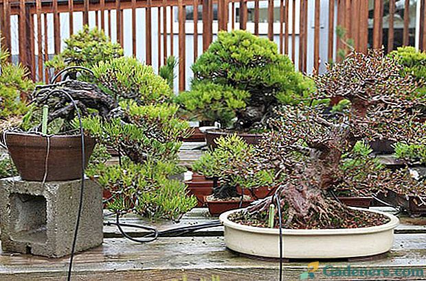 Bonsai - strom na tácku: rysy péče a kultivace doma