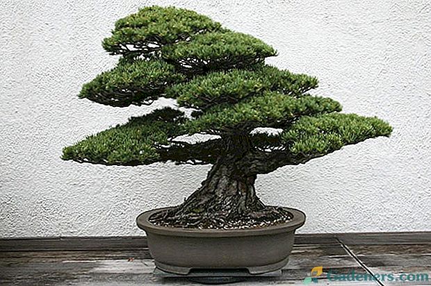 Bonsai borovice - umění jedinečných stromů