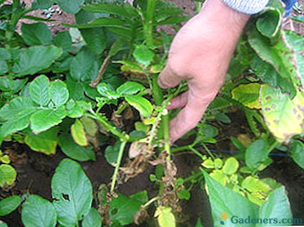 Борба с картофената фитофтора чрез химически и биологични средства