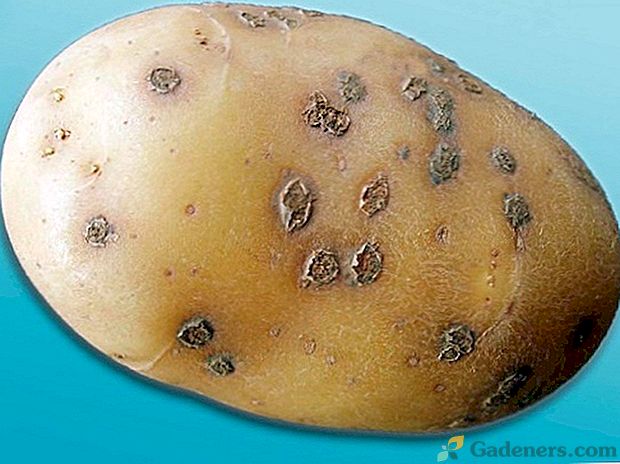 Zwalczanie Rhizoctoniozy lub ziemniaków z czarnymi ziemniakami