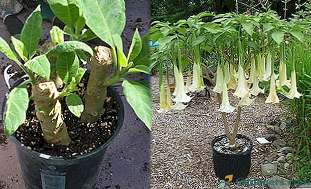 Brugmansia: běžné metody pěstování