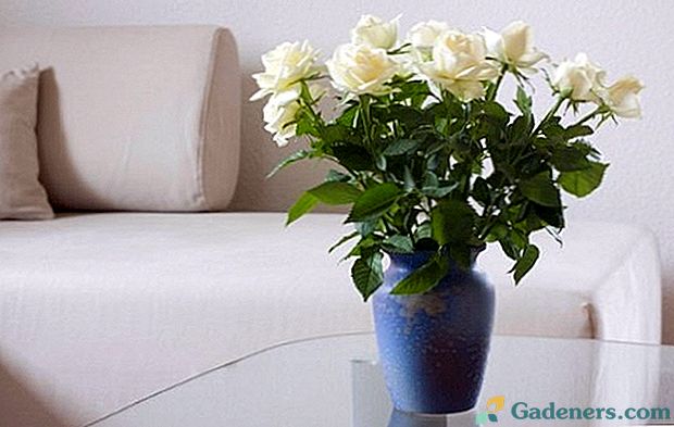 Bouquet ruža - kako čuvati svježinu duže