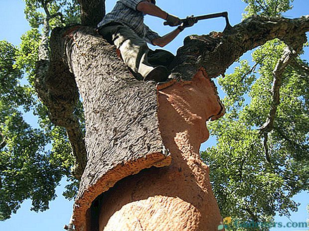 Cenný dárek pro lidi - korkový strom