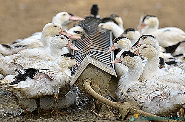 Чим годувати качок: особливості складання раціону в домашніх умовах