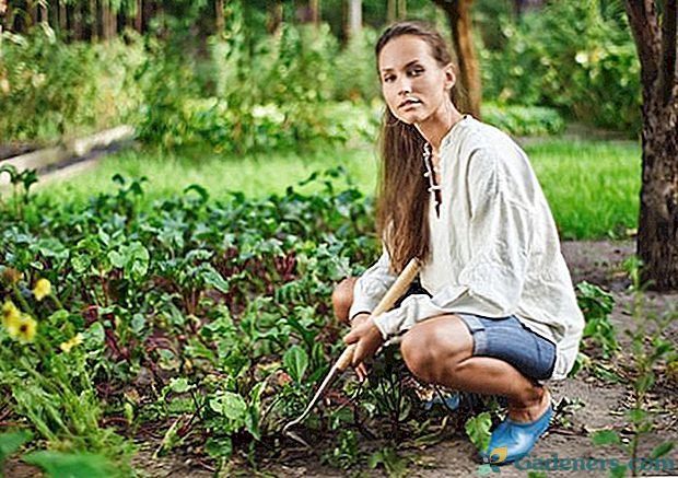 Чим відрізняється догляд за буряком в липні, серпні?