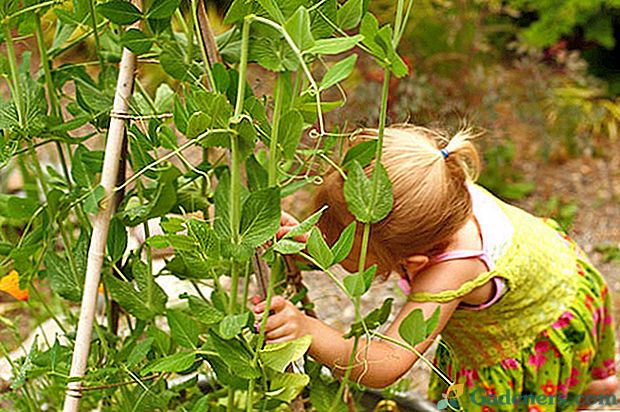 Čo je užitočný hrášok pestovaný vo svojej záhrade
