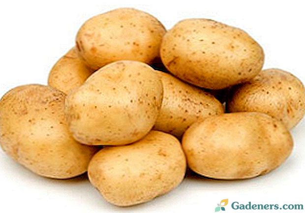 Какво е добър картоф? Методи на употребата му в традиционната медицина, храненето и козметологията