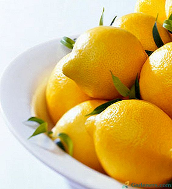 Prečo je citrón užitočný pre ľudské telo?