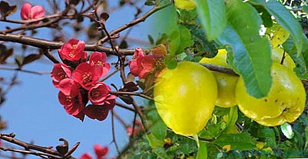Kas ir noderīgs ziemeļu citronu (japāņu cidoniju)