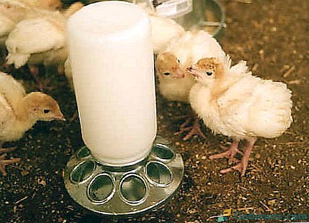 Можно ли цыплятам давать пшено. Поилки для индюков. Молоко цыплятам. Питье для индюшат. Поильники для цыплят первых дней жизни.