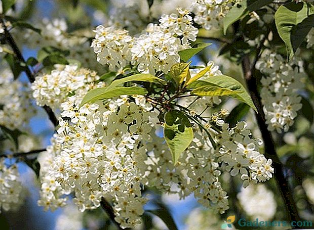 Piščična češnja opojna aroma: ko cveti in kakšna je rastlina