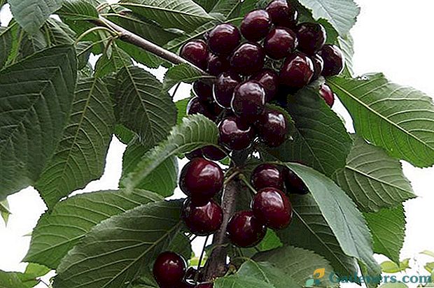 Třešně Valery Chkalov: popis odrůdy a charakteristik zemědělského inženýrství