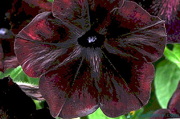 Črna lepota Petunia Debonair črna češnja
