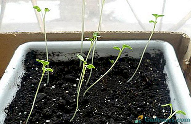 Čo ak sú semenáčky zinnia roztiahnuté?