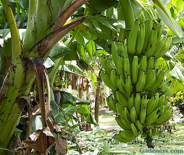 Kaj vemo o bananah kot pridelku: rast in razvoj plodov