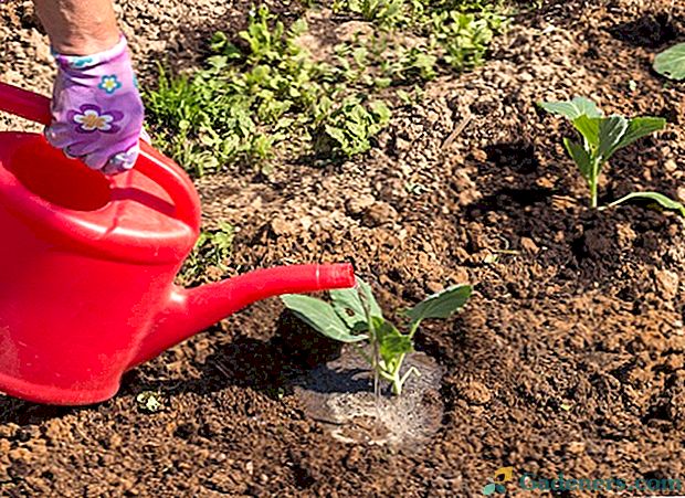 Što trebate znati o zalijevanju sadnica kupusa nakon slijetanja u zemlju?