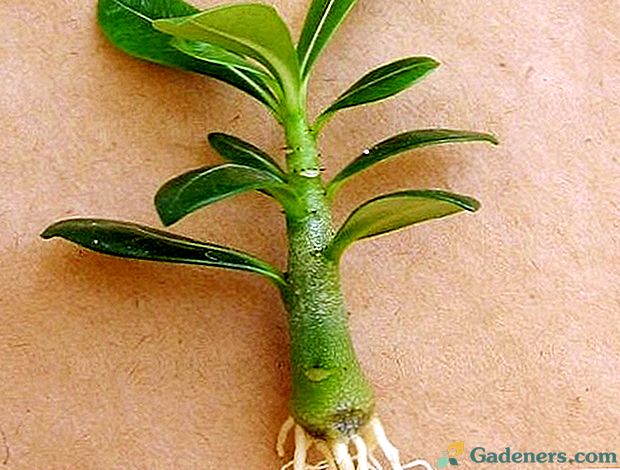 Co powinieneś wiedzieć o rozmnażaniu sadzonek Adenium