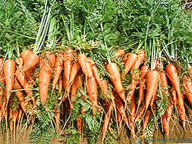 Ką sodinti šalia morkos?
