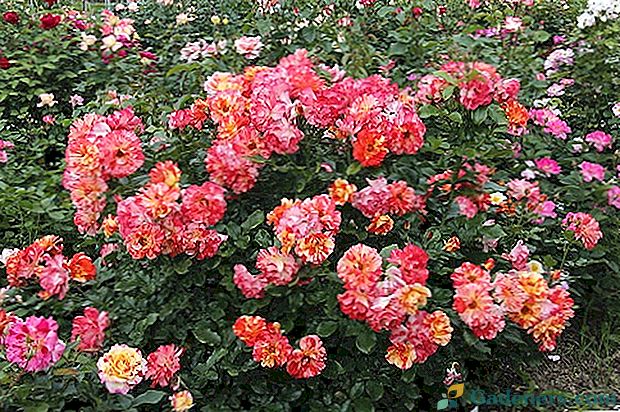 Czym są róże z polyantovye?