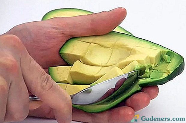 Що за фрукт - авокадо і як його їдять