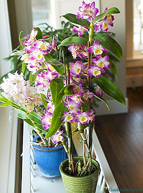 За орхидея Dendrobium доволен от цъфтежа, се научи да се грижи за нея
