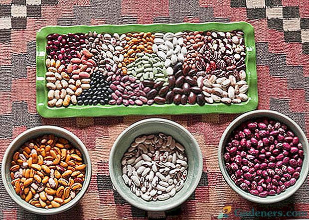 Chcete-li sklizeň fazole na zimu, musíte vědět, jak ji vysušit.