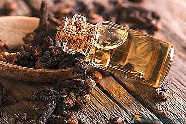 Zázračný klinčekový olej: jedinečné vlastnosti a recepty na použitie