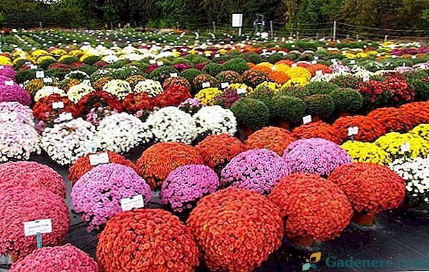 Цветни топки или китайска сферична хризантема