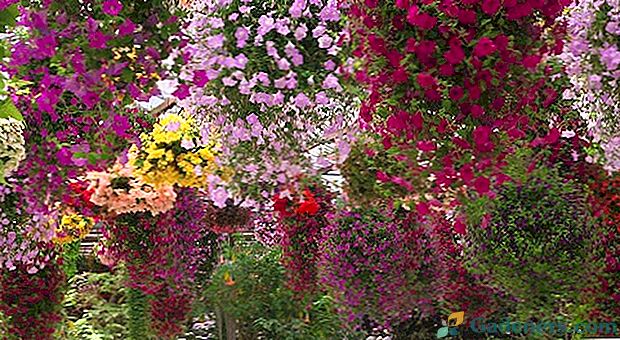 Gėlių krioklys arba Petunia Fortunia