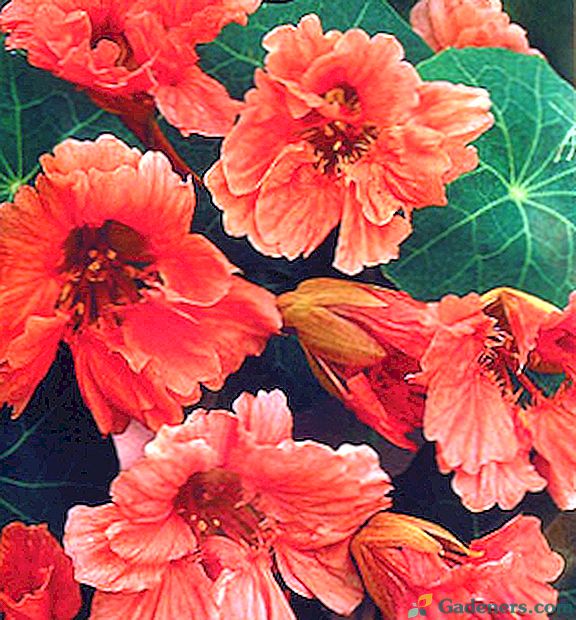 Nasturtium цвете като визитна картичка на лятото