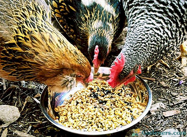 Хајде да сазнамо како да хранимо кокошке ноћи на боље