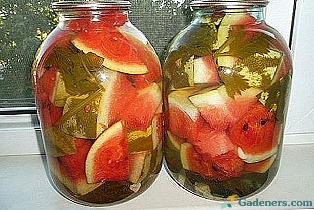 Naučme se, jak na zimu nakoukat vodní melouny a seznámit se se zajímavými recepty