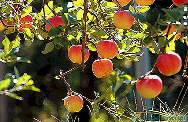 Mēs iemācīsimies kā audzēt ābolu vasarā