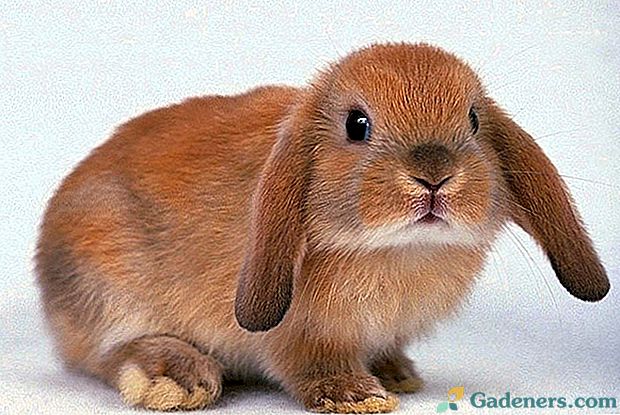 Dekoracyjne domowe króliki ozdobią Twoje życie