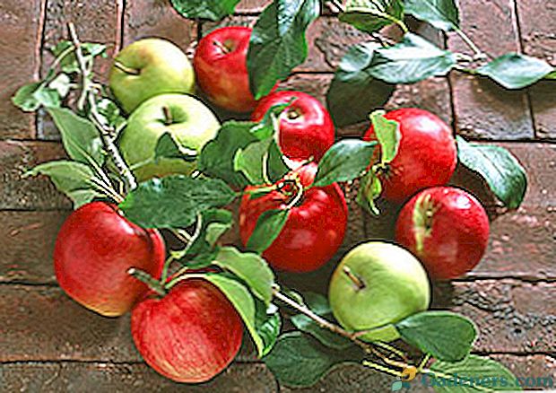 Dajanje jablan v poletje