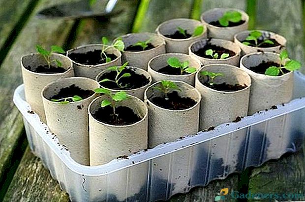 Vytvárajte poháre na sadenice vlastnými rukami