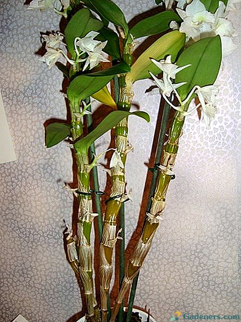 Dendrobium nobile išnyko: ką daryti su orchidėja toliau