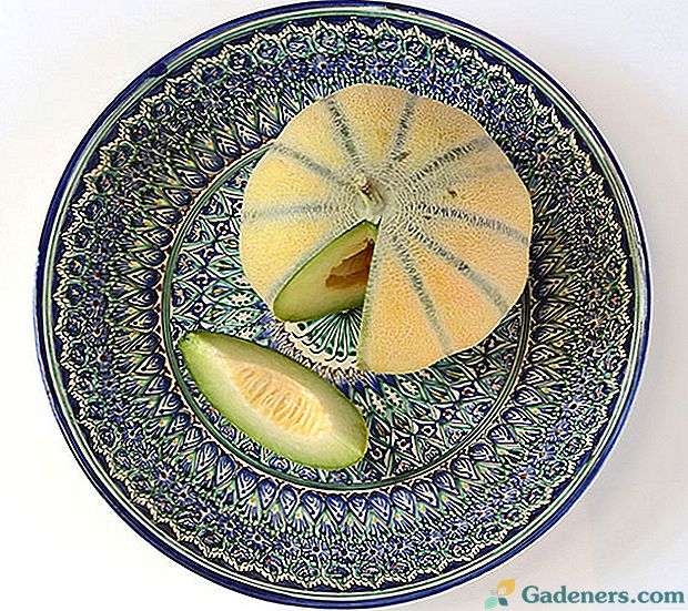 Melon Bukharka - savršena nadopuna prehrani